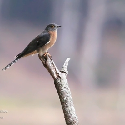 Cacomantis flabelliformis (Fan-tailed Cuckoo) at Meroo National Park - 24 Apr 2017 by Charles Dove