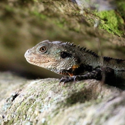 Intellagama lesueurii howittii (Gippsland Water Dragon) at Undefined - 26 Apr 2017 by CharlesDove