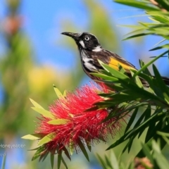 Phylidonyris novaehollandiae (New Holland Honeyeater) at Undefined - 25 Apr 2017 by CharlesDove