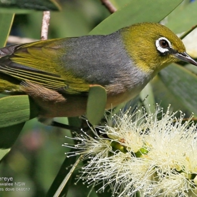 Zosterops lateralis (Silvereye) at Garrads Reserve Narrawallee - 22 Apr 2017 by Charles Dove