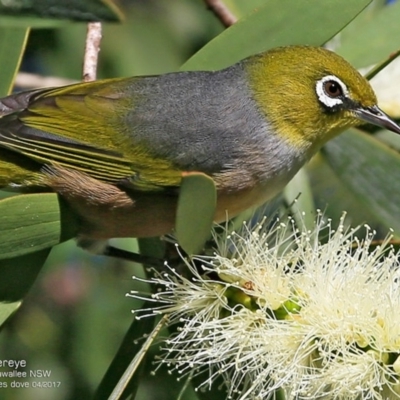 Zosterops lateralis (Silvereye) at Garrad Reserve Walking Track - 23 Apr 2017 by CharlesDove