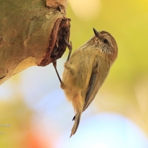 Acanthiza lineata at undefined - 27 Apr 2017