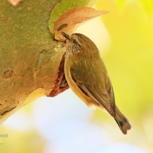 Acanthiza lineata at undefined - 27 Apr 2017