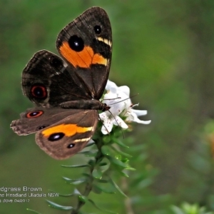 Tisiphone abeona at Ulladulla - Warden Head Bushcare - 24 Apr 2017 12:00 AM