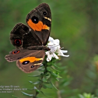 Tisiphone abeona (Varied Sword-grass Brown) at Coomee Nulunga Cultural Walking Track - 23 Apr 2017 by Charles Dove