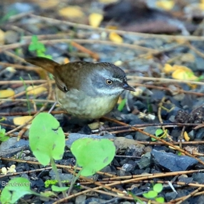 Sericornis frontalis (White-browed Scrubwren) at Undefined - 26 Apr 2017 by Charles Dove