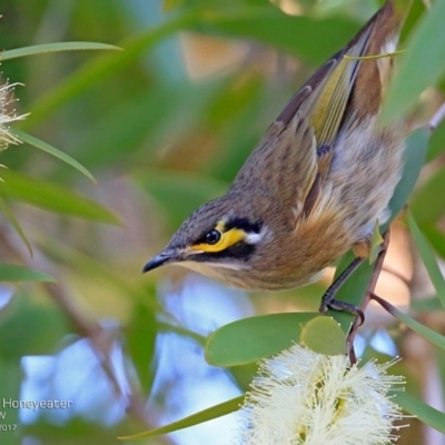 Caligavis chrysops (Yellow-faced Honeyeater) at Garrad Reserve Walking Track - 23 Apr 2017 by Charles Dove