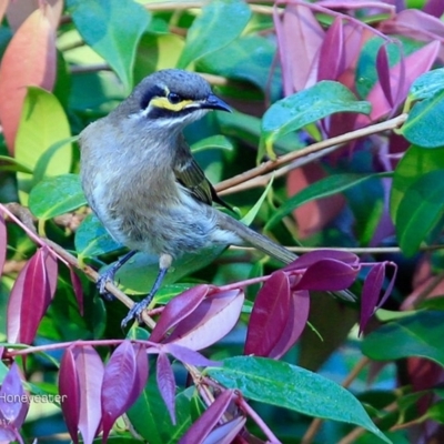 Caligavis chrysops (Yellow-faced Honeyeater) at Undefined - 25 Apr 2017 by CharlesDove