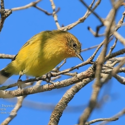 Acanthiza nana (Yellow Thornbill) at The Grotto Walking Track - 27 Apr 2017 by CharlesDove