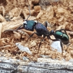 Rhytidoponera metallica (Greenhead ant) at O'Malley, ACT - 3 Jun 2018 by Mike