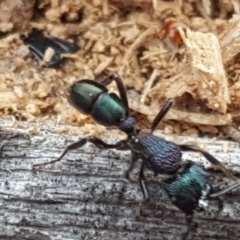 Rhytidoponera metallica at O'Malley, ACT - 3 Jun 2018 03:04 PM