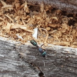 Rhytidoponera metallica at O'Malley, ACT - 3 Jun 2018