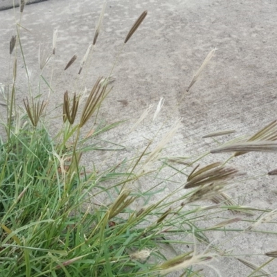 Chloris virgata (Feathertop Rhodes Grass) at Fyshwick, ACT - 12 May 2018 by Mike