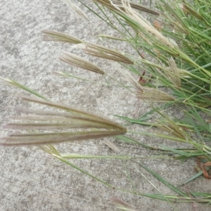 Chloris virgata at Fyshwick, ACT - 12 May 2018