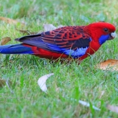 Platycercus elegans (Crimson Rosella) at Undefined - 20 Apr 2017 by Charles Dove
