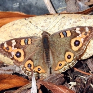 Junonia villida at Molonglo Valley, ACT - 7 Jun 2018