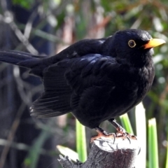 Turdus merula (Eurasian Blackbird) at Molonglo Valley, ACT - 7 Jun 2018 by RodDeb