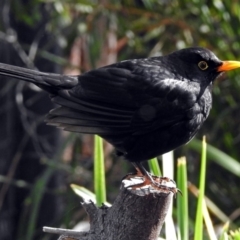 Turdus merula at Molonglo Valley, ACT - 7 Jun 2018 11:46 AM