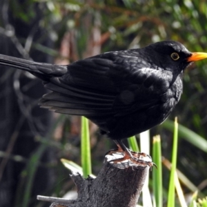 Turdus merula at Molonglo Valley, ACT - 7 Jun 2018