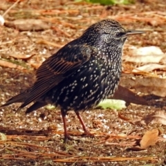 Sturnus vulgaris (Common Starling) at National Zoo and Aquarium - 7 Jun 2018 by RodDeb