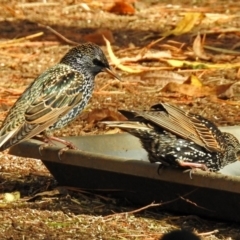 Sturnus vulgaris at Molonglo Valley, ACT - 7 Jun 2018 11:52 AM