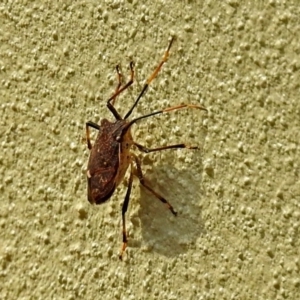 Poecilometis strigatus at Molonglo Valley, ACT - 7 Jun 2018 12:48 PM