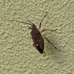 Poecilometis strigatus at Molonglo Valley, ACT - 7 Jun 2018