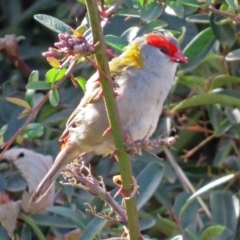 Neochmia temporalis (Red-browed Finch) at Molonglo Valley, ACT - 7 Jun 2018 by RodDeb