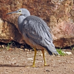 Egretta novaehollandiae (White-faced Heron) at Molonglo Valley, ACT - 7 Jun 2018 by RodDeb