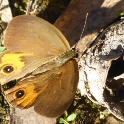 Hypocysta metirius (Brown Ringlet) at South East Forest National Park - 30 Apr 2017 by JanetRussell