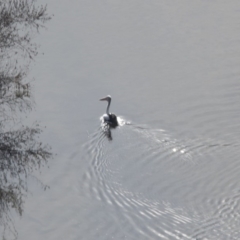 Pelecanus conspicillatus (Australian Pelican) at Woodstock Nature Reserve - 7 Jun 2018 by Alison Milton