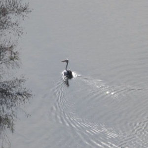 Pelecanus conspicillatus at Belconnen, ACT - 7 Jun 2018