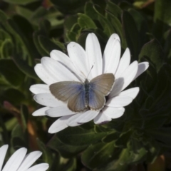 Zizina otis (Common Grass-Blue) at Belconnen, ACT - 7 Jun 2018 by AlisonMilton