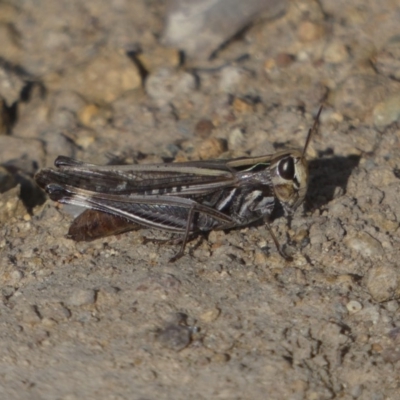 Caledia captiva (grasshopper) at Belconnen, ACT - 7 Jun 2018 by Alison Milton