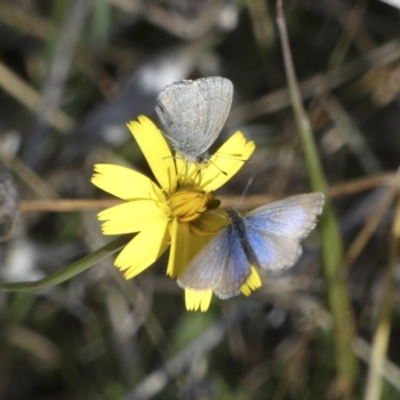 Zizina otis (Common Grass-Blue) at Belconnen, ACT - 7 Jun 2018 by AlisonMilton