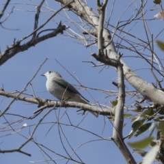 Colluricincla harmonica (Grey Shrikethrush) at Belconnen, ACT - 7 Jun 2018 by Alison Milton