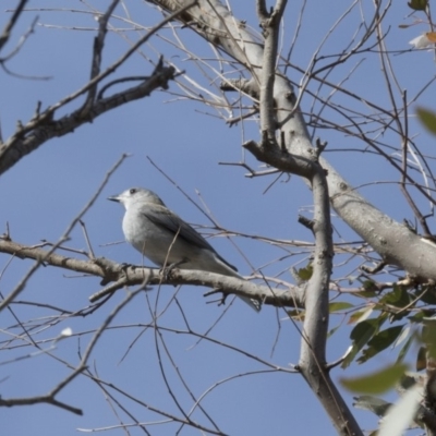 Colluricincla harmonica (Grey Shrikethrush) at Belconnen, ACT - 7 Jun 2018 by AlisonMilton