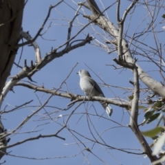 Colluricincla harmonica at Belconnen, ACT - 7 Jun 2018