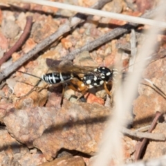Xanthocryptus novozealandicus (Lemon tree borer parasite wasp) at Belconnen, ACT - 7 Jun 2018 by AlisonMilton