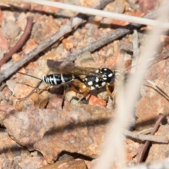 Stenarella victoriae (An ichneumon parasitic wasp) at Belconnen, ACT - 7 Jun 2018 by Alison Milton