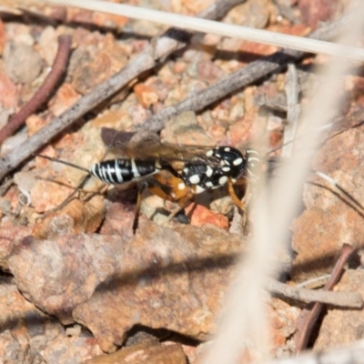 Xanthocryptus novozealandicus (Lemon tree borer parasite wasp) at Belconnen, ACT - 7 Jun 2018 by AlisonMilton