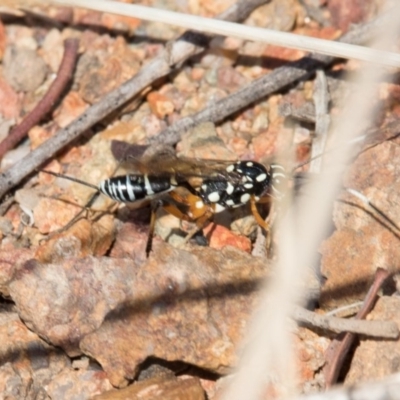 Stenarella victoriae (An ichneumon parasitic wasp) at Belconnen, ACT - 7 Jun 2018 by Alison Milton