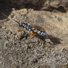 Xanthocryptus novozealandicus at Belconnen, ACT - 7 Jun 2018