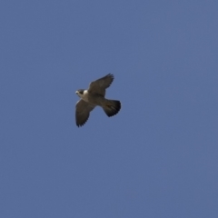 Falco peregrinus (Peregrine Falcon) at Belconnen, ACT - 7 Jun 2018 by Alison Milton