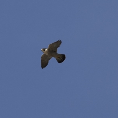 Falco peregrinus (Peregrine Falcon) at Belconnen, ACT - 7 Jun 2018 by AlisonMilton