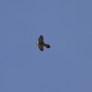 Falco peregrinus at Belconnen, ACT - 7 Jun 2018 02:44 PM