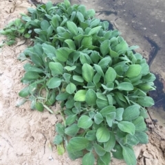 Arctotheca populifolia (Beach Daisy) at Lake Tabourie Bushcare - 8 Jun 2018 by Evelynm