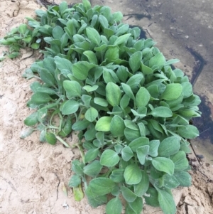 Arctotheca populifolia at Lake Tabourie Bushcare - 8 Jun 2018