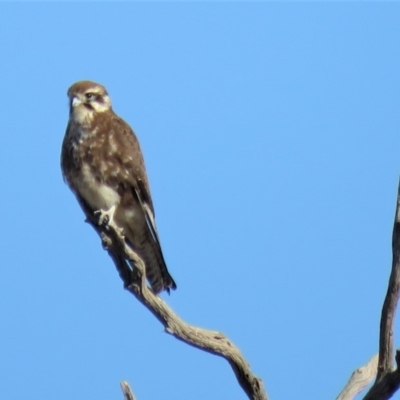 Falco berigora (Brown Falcon) at Sutton, NSW - 6 Jun 2018 by KumikoCallaway