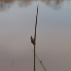 Schoenoplectus pungens (Common Three-Square) at Barton, ACT - 28 May 2018 by MichaelBedingfield